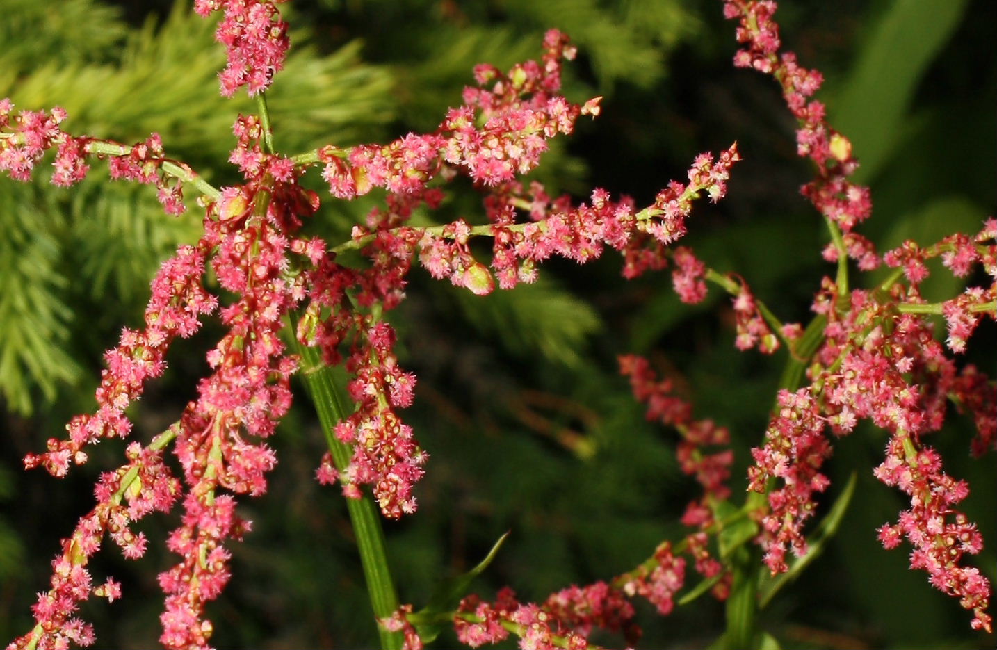 Poligonacea ?? da determinare
